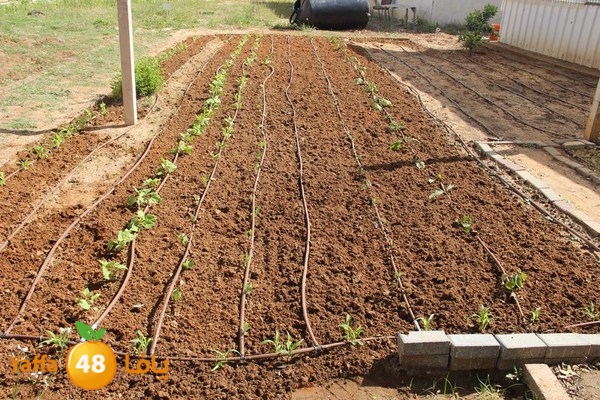 torath zahra20402 (35).JPG